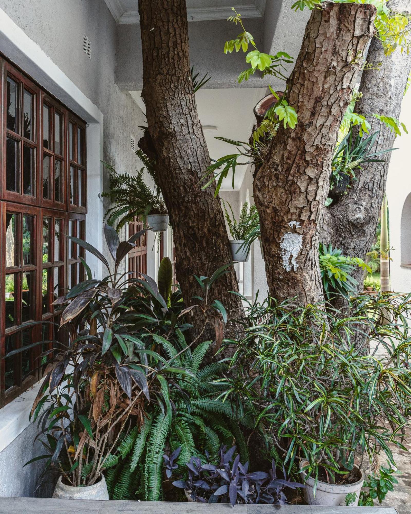 Jacaranda Lodge วิกตอเรียฟอลส์ ภายนอก รูปภาพ